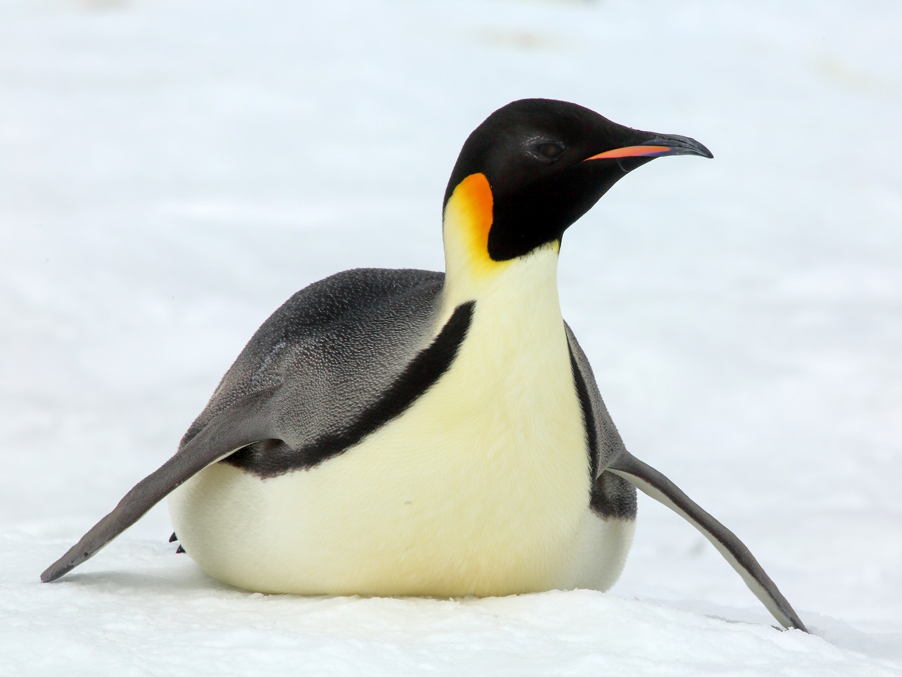 Emperor penguin Top Speed