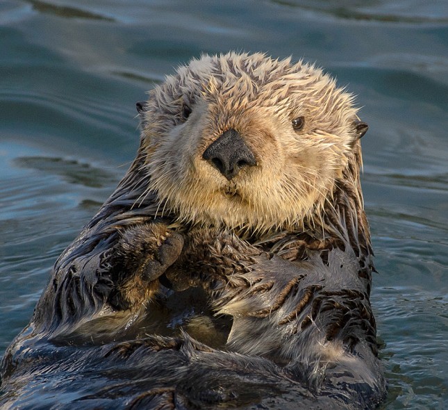 Sea otter Top Speed