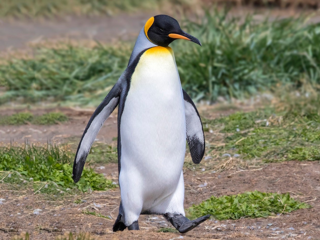 King penguin Top Speed