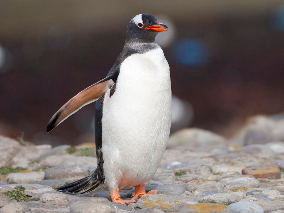 Gentoo penguin Top Speed