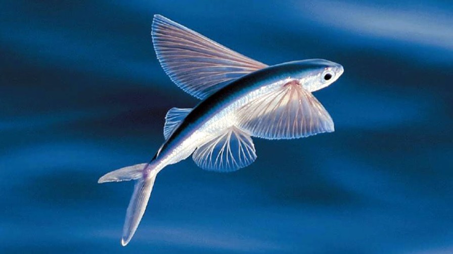 Flying fish Top Speed