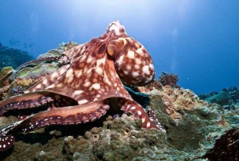 Common octopus Top Speed