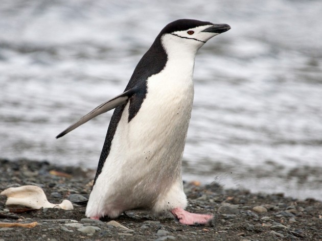 Chinstrap Penguin Top Speed