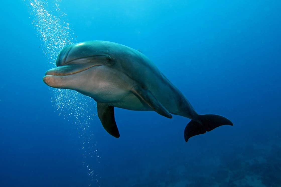 Bottlenose dolphin Top Speed