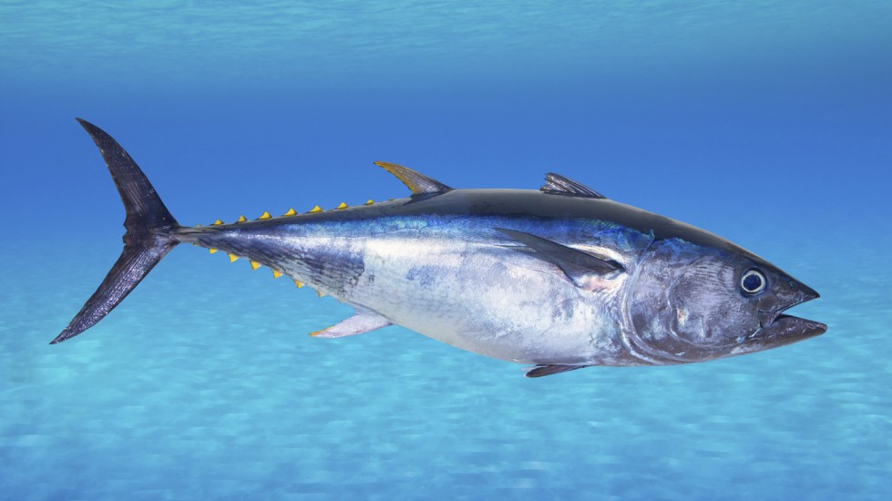 Bluefin tuna Top Speed