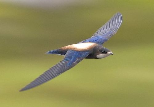 White-throated needletail Top Speed