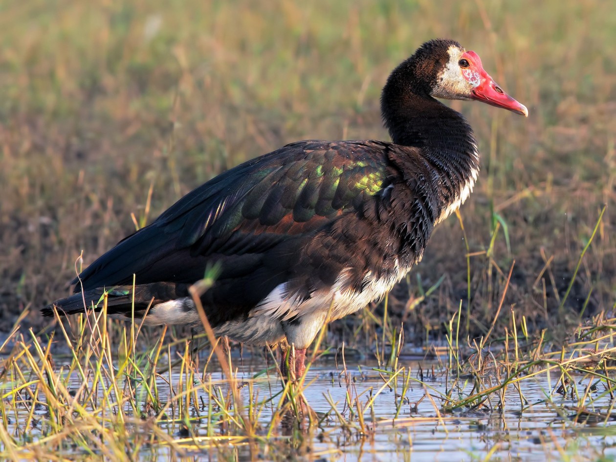 Spur-winged goose Top Speed