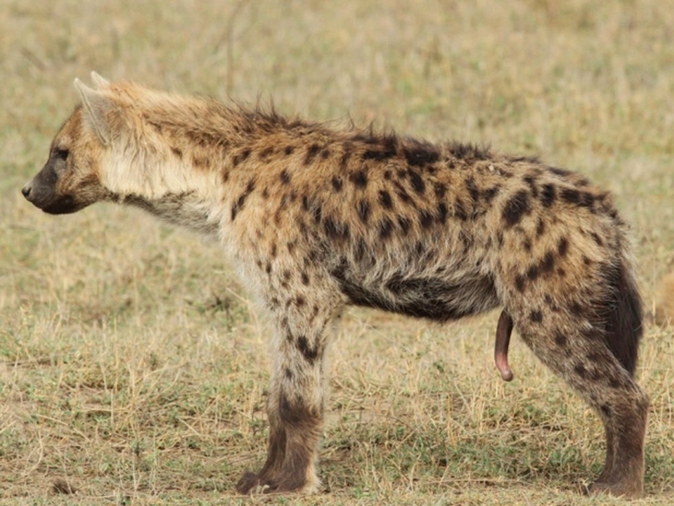 Spotted hyena Top Speed