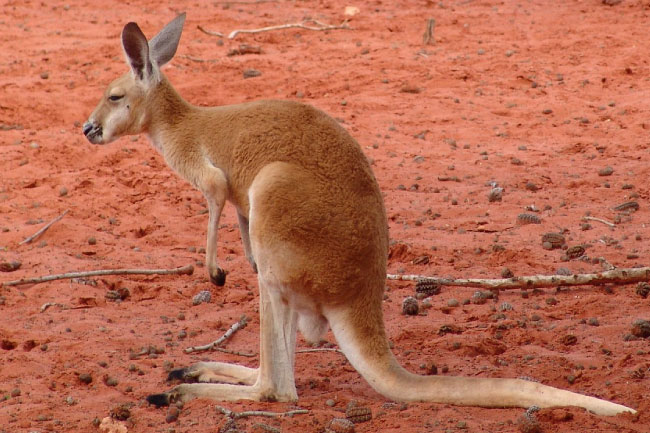 Red kangaroo Top Speed