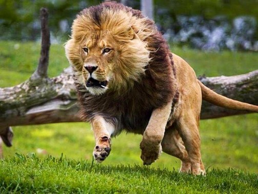 Lion Top Speed