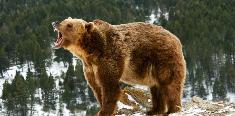 Grizzly bear Top Speed