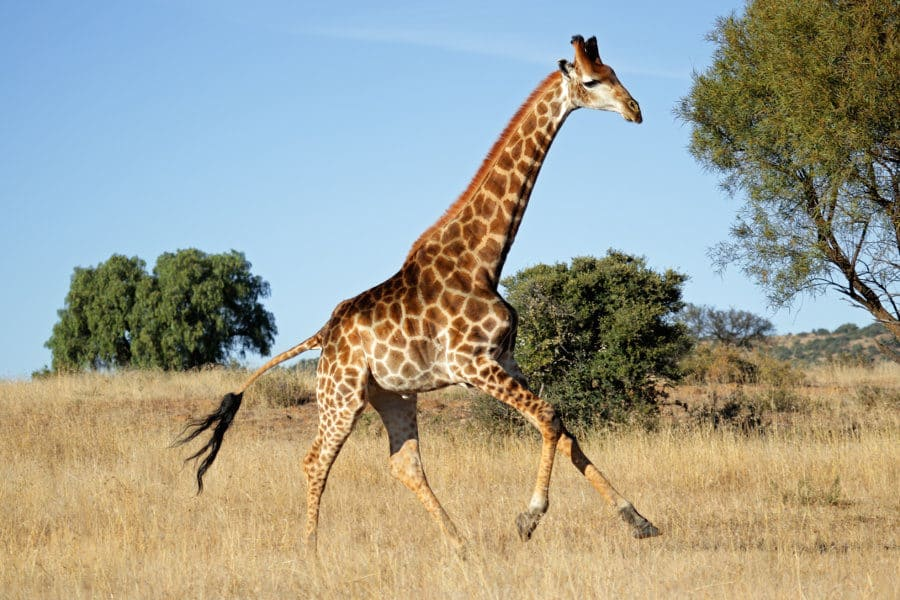 Giraffe Top Speed