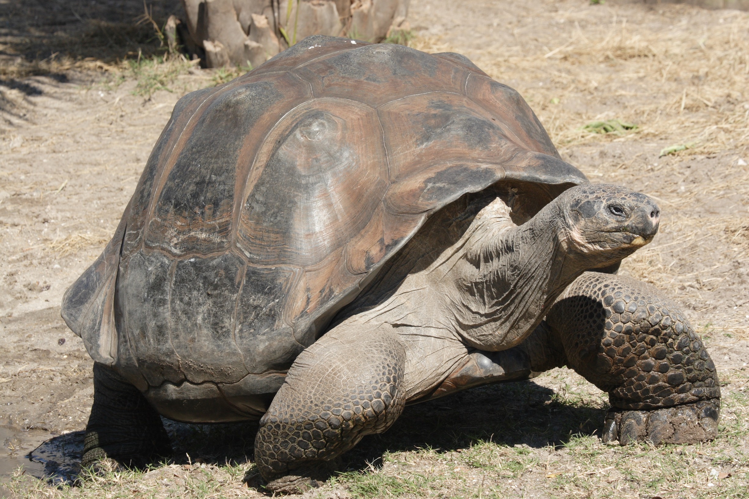 Galapagos tortoise Top Speed