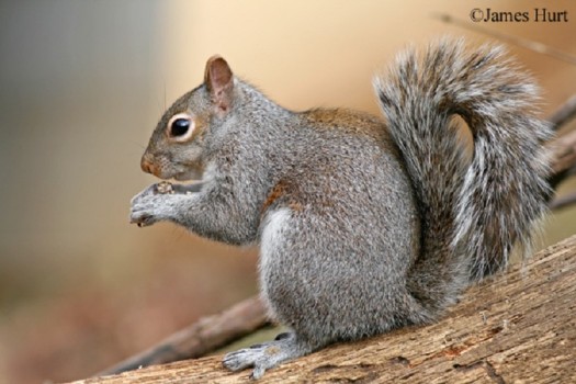 Eastern gray squirrel Top Speed
