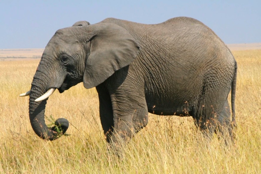 African bush elephant Top Speed